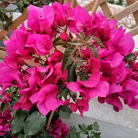 Nektarias * 나오우사